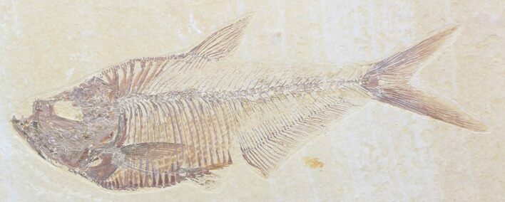 Detailed, Diplomystus Fossil Fish - Wyoming #40756